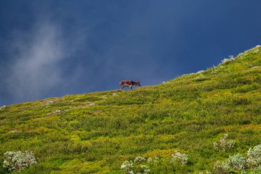 Der Tundra 'da bir Ren geyiği bir dağın yamacında otluyor.