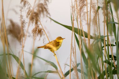 Sazlık bülbülü (Phylloscopus collybita) 