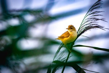Sazlık bülbülü (Phylloscopus collybita)