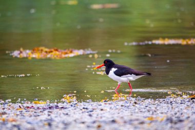 Austernfischer, Oystercatcher (Haematopus ostralegus)