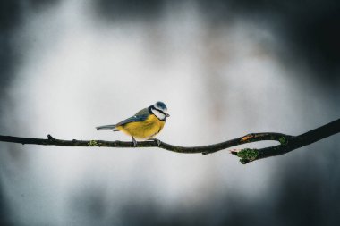 Blue tit (Parus major) sitting on a branch in winter