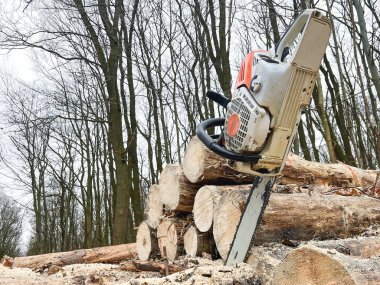 Oduncular testere, odun yığınları ve ağaç gövdesiyle iş başında.