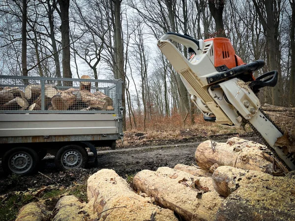 Oduncular testere, odun yığınları ve ağaç gövdesiyle iş başında.