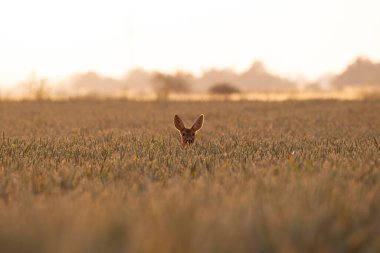 Gün doğumunda tarlada roe geyiği. (Capreolus capreolus)
