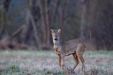 İlkbaharda bir çayırda Roe geyiği (Capreolus capreolus)