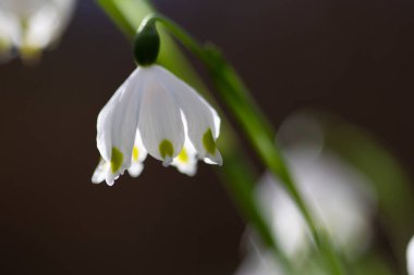 Ikfer, Meloe proscarabaeus Linnaeus