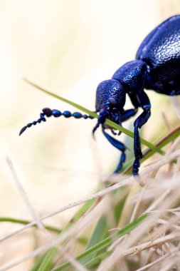 Ikfer, Meloe proscarabaeus Linnaeus