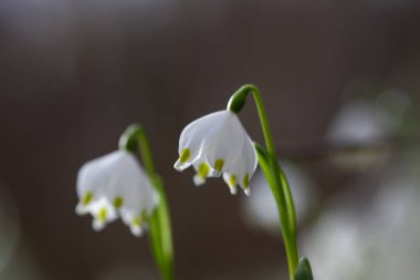 Ikfer, Meloe proscarabaeus Linnaeus