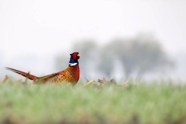 Çayırda Sülün (Phasianus colchicus) 