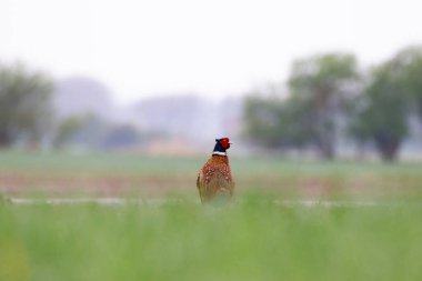 Halka yakalı Sülün (Phasianus colchicus)