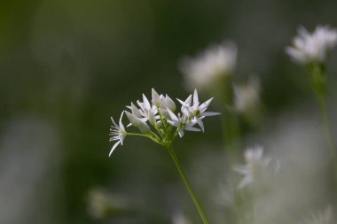 Ormanda çiçekli vahşi ayı sarımsağı (Allium ursinum)