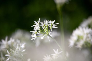 Ormanda çiçekli vahşi ayı sarımsağı (Allium ursinum)