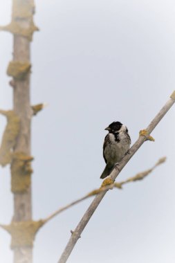  Reed bunting on a branch in the evening clipart