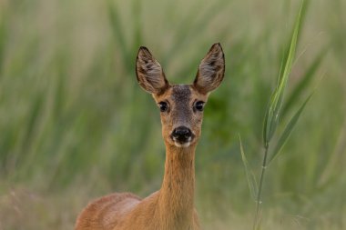 Portrait of a young female deer clipart