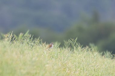 Ötücü kuş, bir dala dokuzuncu tüy, Lanius Collurio.