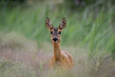 Genç dişi geyik otların arasındaki tarlanın kenarında.