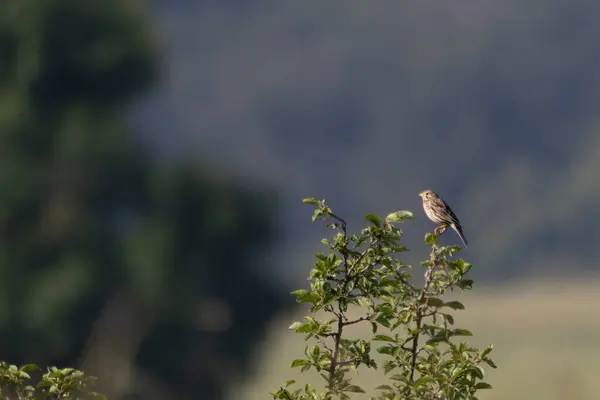 stock image Gray-hammer sitting on a bush, Emberiza calandra