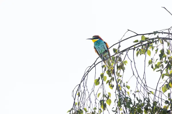 stock image Bee-eater sitting on a branch, Merops apiaster