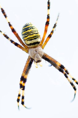 Yaban arısı ağındaki örümcek, orb-dokumacı örümcek yakın çekim makrosu, Argiope