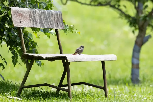 Bahçedeki bankta öten küçük bir kuş, kırmızı kuyruk, foenik