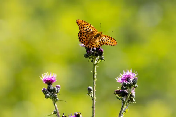 stock image Noble butterfly, silver-washed fritillary on a swamp scratch thi