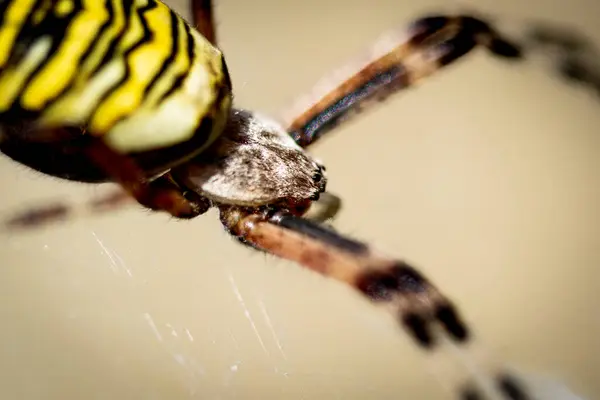 stock image Wasp spider in web, orb-weaver spider in close-up macro, Argiope