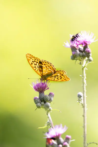 stock image Noble butterfly, silver-washed fritillary on a swamp scratch thi