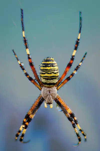 stock image Wasp spider in web, orb-weaver spider in close-up macro, Argiope