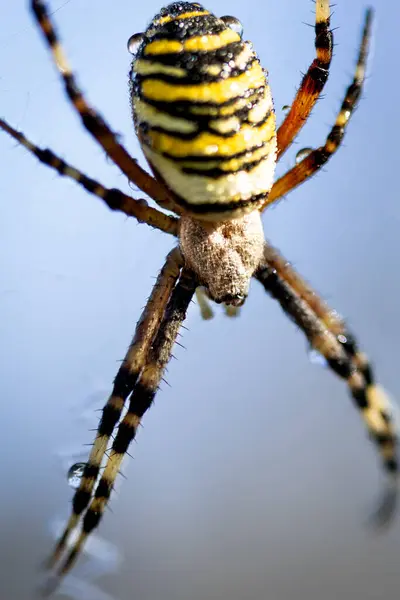 stock image Wasp spider in web, orb-weaver spider in close-up macro, Argiope