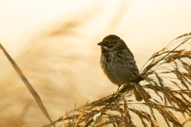 Reed Bunting (emberiza schoeniclus) Gündoğumunda Sazlıkta Kadın