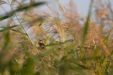 Reed Bunting (emberiza schoeniclus) Gündoğumunda Sazlıkta Kadın