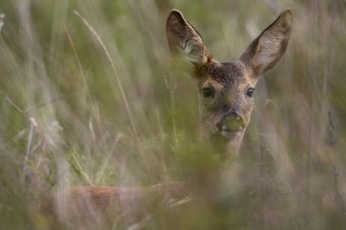 Genç Geyik (Schmal Reh) Mead 'deki Saklanma yerinde