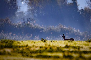 Geyik Sabah Çayırda Bir Siluet Olarak
