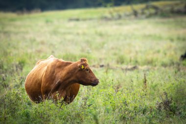 Agnus sığırları yeşil çayırlarda