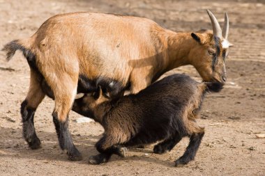 Küçük keçiyi emerken evcil keçi