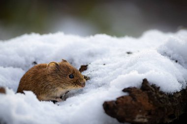 A bank vole (Myodes glareolus) hiding in its natural environment, nestled among leaves, roots, and forest debris. clipart