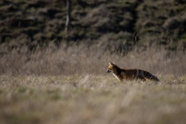 Bir Kızıl Tilki (Vulpes vulpes) çayırda yiyecek arıyor. Çevik yırtıcı hayvan keskin koku ve işitme duyusunu kullanarak avını bulmak için çimenlerin arasında ihtiyatlı bir şekilde hareket eder. Kırmızımsı kürkü, çalısı kuyruğu ve keskin gözleri yeşil araziye karşı duruyor.