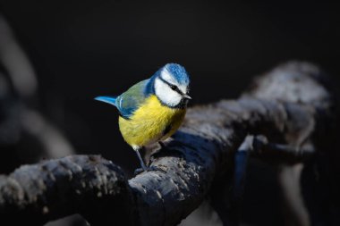 A beautiful and cute Eurasian blue tit (Cyanistes caeruleus) in its natural environment. The small songbird, with its vibrant blue and yellow plumage, perches gracefully on a branch, surrounded by soft natural light. Its delicate features, curious ex