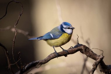 A beautiful and cute Eurasian blue tit (Cyanistes caeruleus) in its natural environment. The small songbird, with its vibrant blue and yellow plumage, perches gracefully on a branch, surrounded by soft natural light. Its delicate features, curious ex