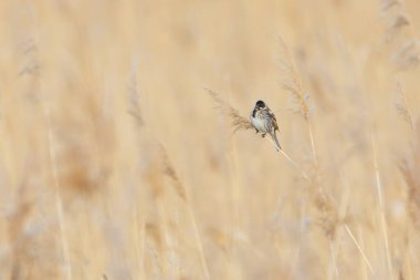 Sazlıkta bir Reed Bunting (Emberiza schoeniclus). Belirgin siyah şapkası ve çizgili kahverengi tüylü tüneğiyle uzun otların arasına karışarak doğal yaşam alanına karışan küçük kuş. Keskin gözleri ve ihtiyatlı hareketleri,