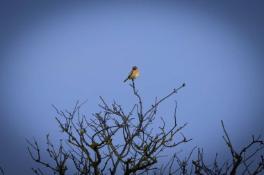 Şirin bir Avrupa Taşkakanı (Saxicola rubicola) bir dalın üzerinde. Küçük ötücü kuş özenle tünemiş, siyah kafası, beyaz yakası ve doğal arka planda duran sıcak turuncu göğsü. Tetikte duruşu ve parlak gözleri onu canlı ve canlı kılıyor. 