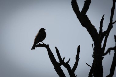 Bir dalın üzerinde bir mısır Bunting (Emberiza calandra) silueti. Küçük ötücü kuş ışığa karşı tünemiş, kendine özgü şekli ve gökyüzüne karşı duran duruşu. Sağlam gövdesi, güçlü gagası ve hafif dalgalı tüyleri, varlığını vurgular. 