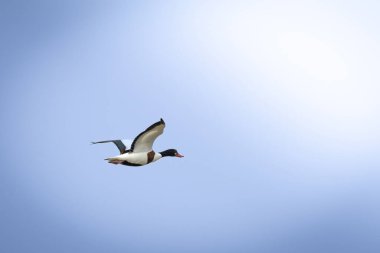 Uçan bir Shelduck (Tadorna tadorna). Çarpıcı su kuşu gökyüzünde zarif bir şekilde süzülür, koyu siyah, beyaz ve kestane tüylerini sergiler. Geniş kanatları ve belirgin kırmızı gagasıyla, deniz kabuğu sulak alanlarda süzülür,