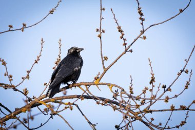Bir dal üzerinde bir Carrion Crow (Corvus corone). Zeki siyah kuş sakince tünemiş, parlak tüyleri ışıkta parıldıyor. Keskin bir gagası ve keskin gözleriyle, karga çevresini gözlemler, adaptasyon ve farkındalığını gösterir. 