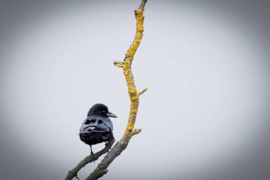 Bir dal üzerinde bir Carrion Crow (Corvus corone). Zeki siyah kuş sakince tünemiş, parlak tüyleri ışıkta parıldıyor. Keskin bir gagası ve keskin gözleriyle, karga çevresini gözlemler, adaptasyon ve farkındalığını gösterir. 