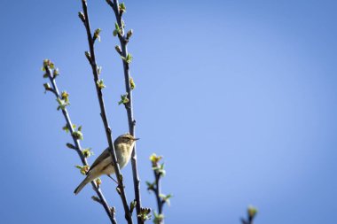 Bir Chiffchaff (Phylloscopus collybita) kur yapma gösterisini bir dalda yapar. Küçük, enerjik ötücü kuş dal üzerinde çırpınır, yumuşak zeytin kahverengi tüyleri çevreleyen yapraklarla harmanlanır. Kendine özgü Chiff-Shaff kasasıyla bilinir.