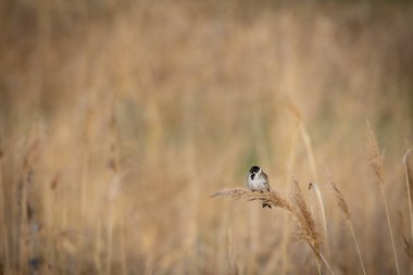 Sazlıkta bir Reed Bunting (Emberiza schoeniclus). Belirgin siyah şapkası ve çizgili kahverengi tüylü tüneğiyle uzun otların arasına karışarak doğal yaşam alanına karışan küçük kuş. Keskin gözleri ve ihtiyatlı hareketleri,