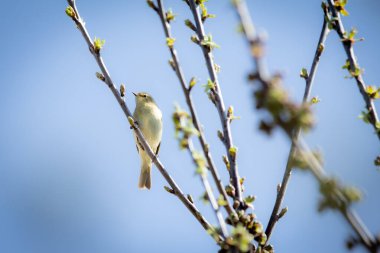 Bir Chiffchaff (Phylloscopus collybita) kur yapma gösterisini bir dalda yapar. Küçük, enerjik ötücü kuş dal üzerinde çırpınır, yumuşak zeytin kahverengi tüyleri çevreleyen yapraklarla harmanlanır. Kendine özgü Chiff-Shaff kasasıyla bilinir.