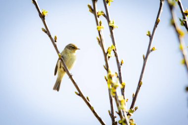 Bir Chiffchaff (Phylloscopus collybita) kur yapma gösterisini bir dalda yapar. Küçük, enerjik ötücü kuş dal üzerinde çırpınır, yumuşak zeytin kahverengi tüyleri çevreleyen yapraklarla harmanlanır. Kendine özgü Chiff-Shaff kasasıyla bilinir.