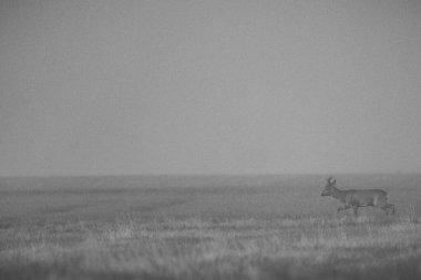 Bir Roe Deer geyiği (Capreolus capreolus) şafakta çayırda. Zarif erkek geyik, yumuşak sabah ışığında sessizce durur boynuzları sisli manzaraya karşı siluetlenmiştir. Uyanık kulaklar ve sakin bir duruş ile, huzurlu atmosfere karışıyor.